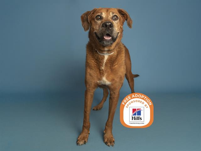 Senior Pup Looking for Forever Home