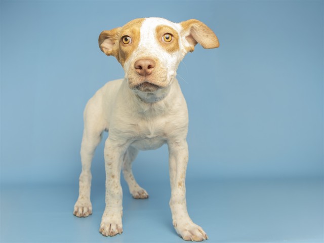 One Day Adoption Special for All Pets Including Adorable Lyra