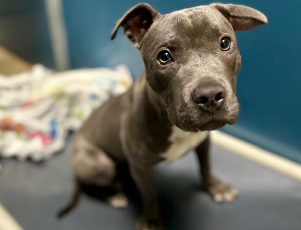 Pup Sure to Nibble Her Way Into Your Heart