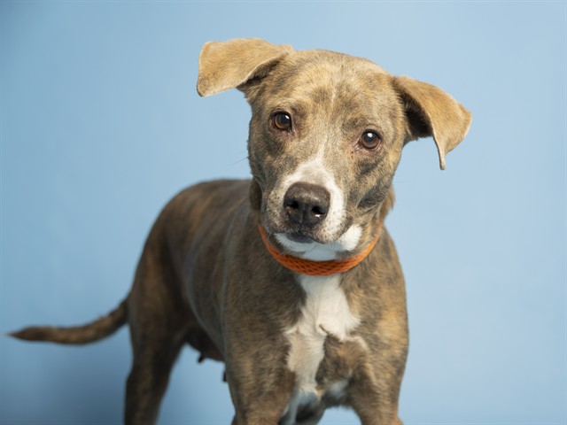 Whimsical Willa - The Bringer of Joy and Laughter!