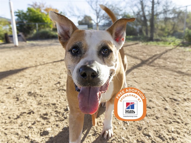 Senior Pup Hoping for Forever Home for the Holidays