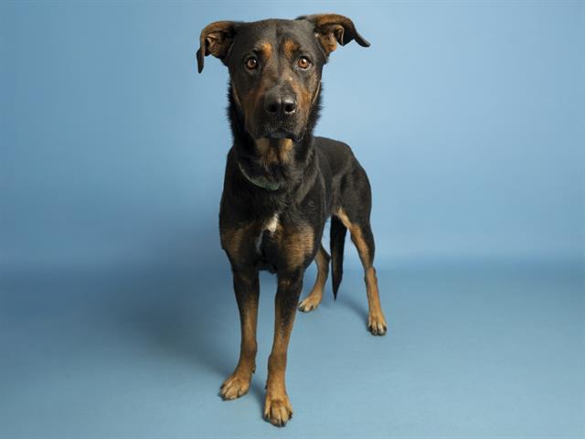 Sheena Absolutely Shines!