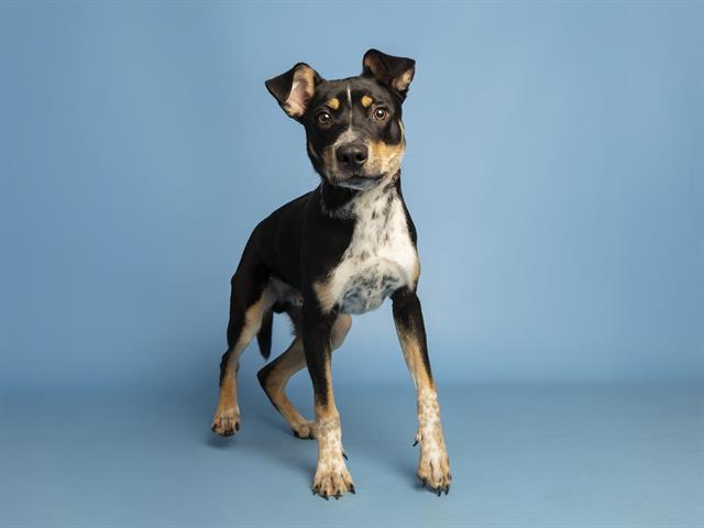 Ricardo: A Survivor Looking for His Forever Home