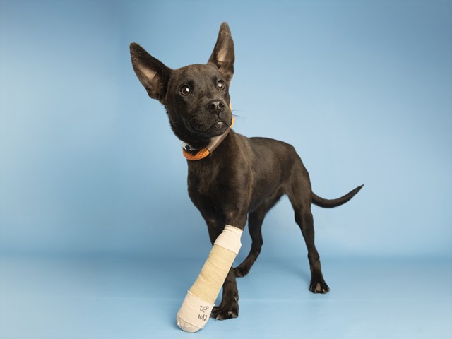 Coraline in Need of a Helping Paw
