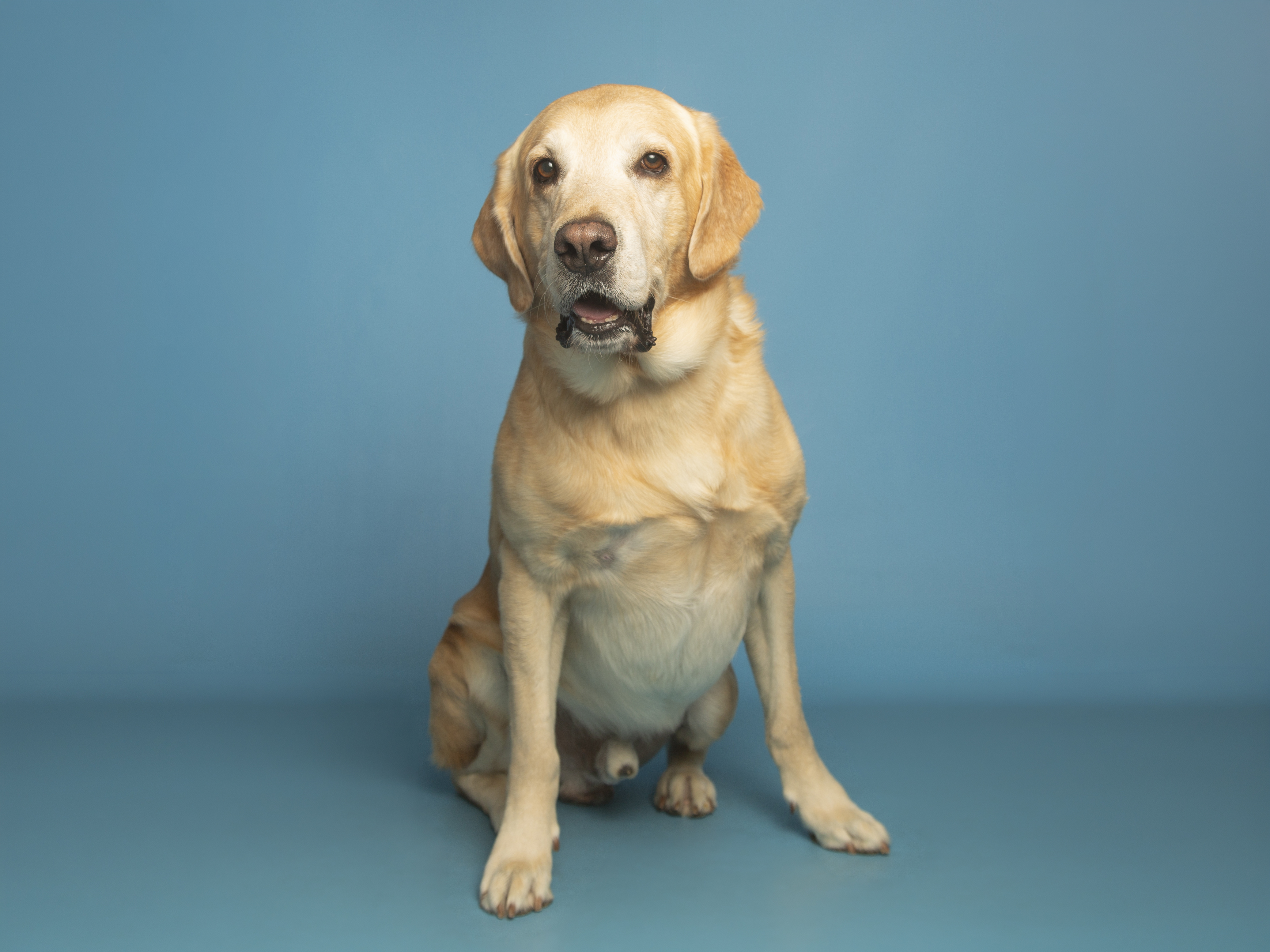 Special Needs Labrador Looking for a Special Forever Home