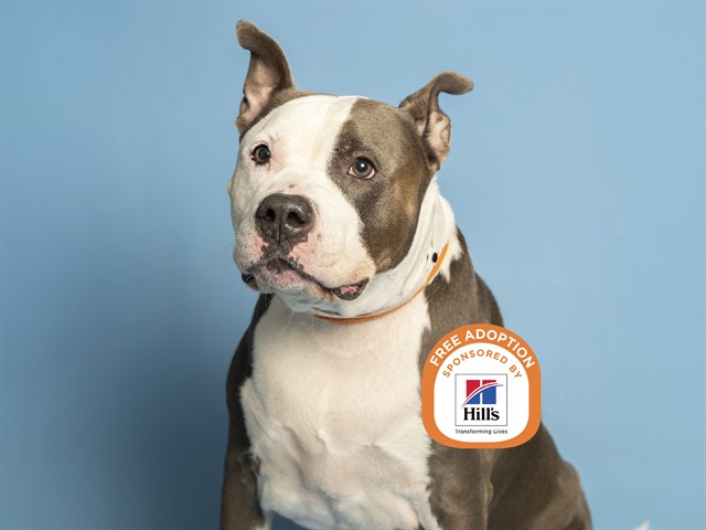 Mochi: A Perfect Mix of Everything Cute! - Arizona Foothills Magazine