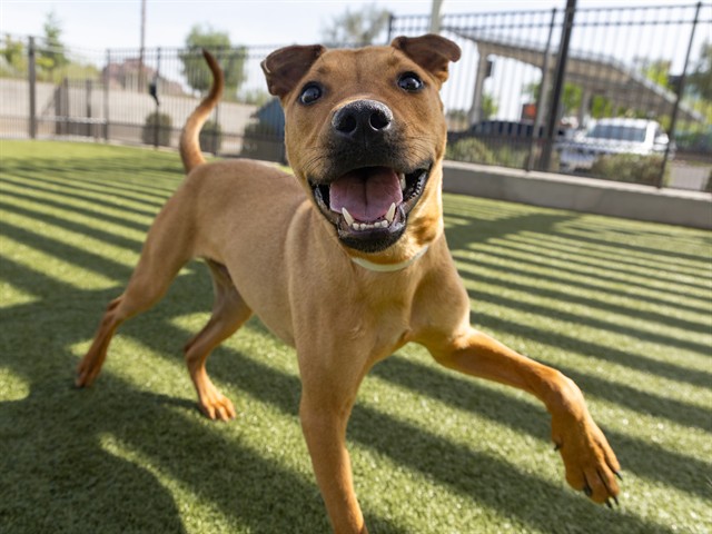 Buddy is Ready for a Buddy of His Own!