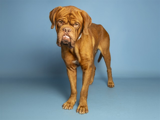 Handsome, Wrinkly 4-Year-Old Dogue de Bordeaux Needs a Foster Hero