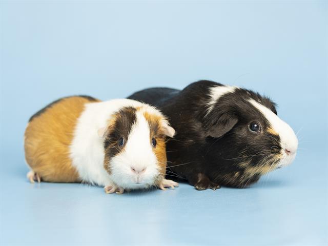 Sweet Senior Guinea Pig Sisters Need Forever Home Together